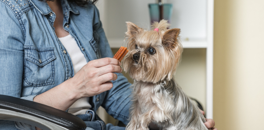 woman offering dog treat